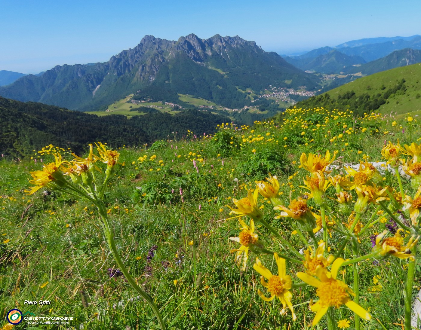 27 Pratoni fioriti di Tephoseris longifolia (Senecione di Gaudin) e Trollius europaeus (Botton d'oro).JPG
